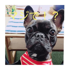 [LINEスタンプ] フレンチブルドックなつめ 