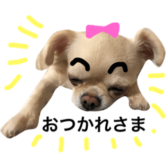 [LINEスタンプ] Chihuahua dogss