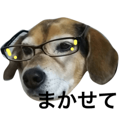 [LINEスタンプ] Beagle dog chobi