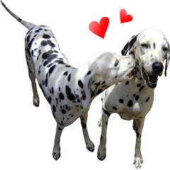 [LINEスタンプ] Funny Dalmatian Dogs