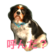 [LINEスタンプ] チェスター310