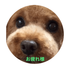 [LINEスタンプ] BARON-kun