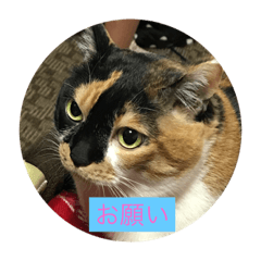 [LINEスタンプ] いつもの家族スタンプを愛猫むぎちゃんで。