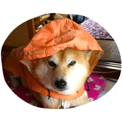 [LINEスタンプ] わがまま柴犬らっちゃん