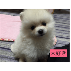 [LINEスタンプ] ポンポン様々