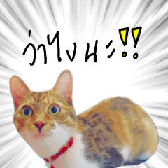 [LINEスタンプ] What does the cat say？ TH