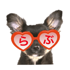 [LINEスタンプ] 超でかチワワあもんのスタンプ第三弾！