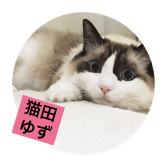[LINEスタンプ] 猫田ゆず