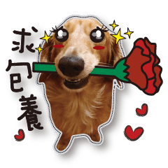 [LINEスタンプ] Dachshund GaGa part9(LOVE)