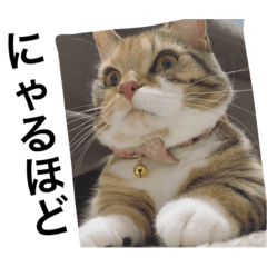 [LINEスタンプ] 短足マンチカンちか子ちゃん
