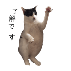 [LINEスタンプ] 猫の花ちゃん
