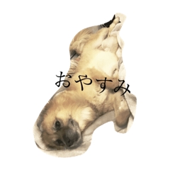 [LINEスタンプ] ロッキーとカーシー