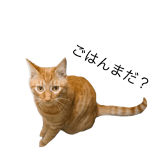 [LINEスタンプ] ネコ茶トラシリーズ1