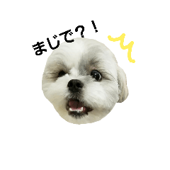 [LINEスタンプ] 毎日コタロー