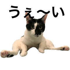 [LINEスタンプ] モフモフニャンコ 黒ゴマちゃん