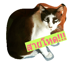 [LINEスタンプ] kittenlovely