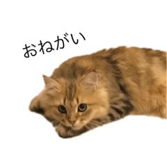 [LINEスタンプ] ダリちゃんとおともだち