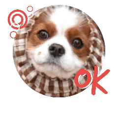 [LINEスタンプ] キャバリアみかん2