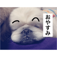 [LINEスタンプ] 愛犬マシュマロくん