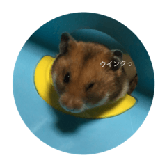 [LINEスタンプ] わたしのはむちゃんず。