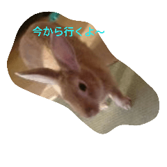 [LINEスタンプ] うさぎくんの日常 