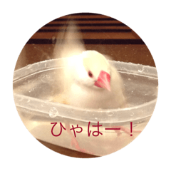 [LINEスタンプ] 文鳥のももちゃんと友達のポロンちゃん