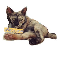 [LINEスタンプ] som-sri (Cat) 