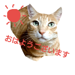 [LINEスタンプ] cat Ranmaru 