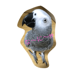 [LINEスタンプ] ヨウム  ひめちゃん♡ 