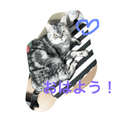 [LINEスタンプ] 猫ちゃん、たぬ fetchpriority=high