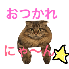 [LINEスタンプ] 自由な猫！ビビ！