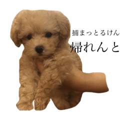 [LINEスタンプ] CUTE DOG   -nacchan！-