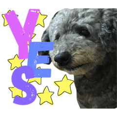[LINEスタンプ] ももちゃちゃ