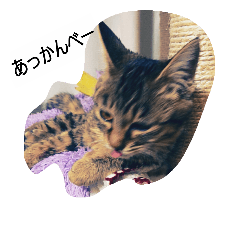 [LINEスタンプ] 猫ちゃんの日々