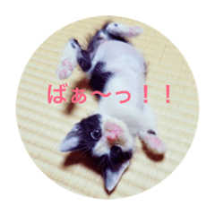 [LINEスタンプ] 仔猫の暮らし