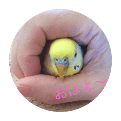 [LINEスタンプ] インコのハルくん2