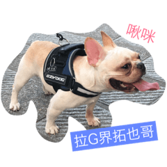 [LINEスタンプ] French Bulldog-Weiwei