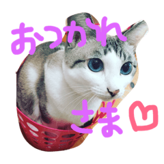 [LINEスタンプ] 小悪魔ねこメイちゃん 