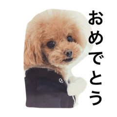 [LINEスタンプ] こたぴは個性派