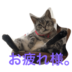 [LINEスタンプ] 気ままな猫達と一緒に挨拶