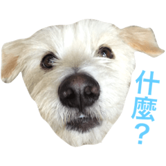 [LINEスタンプ] White Doggy 