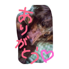 [LINEスタンプ] ココたんスタンプ