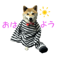 [LINEスタンプ] 柴犬はる 癒される～スタンプ