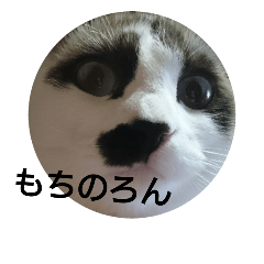 [LINEスタンプ] 猫 シラタマちゃん 3