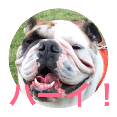 [LINEスタンプ] English Bulldog My Sweet Angel Jack