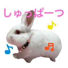 [LINEスタンプ] ネザーランド・ドワーフのエド