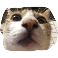 [LINEスタンプ] we are little cat we want have a home 