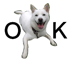 [LINEスタンプ] 北海道犬 ハナ