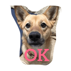 [LINEスタンプ] 過保護犬こむぎ