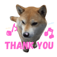 [LINEスタンプ] 柴犬ロンロン